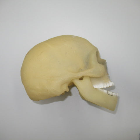 scull★スカル★蓄光★骨★骸骨★Halloween★ハロウィン★置物★display★ディスプレイ★フィギュア★ぬいぐるみ★人形★